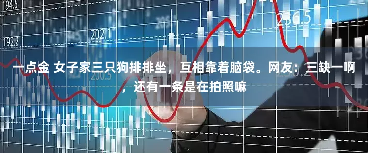 一点金 女子家三只狗排排坐，互相靠着脑袋。网友：三缺一啊，还有一条是在拍照嘛